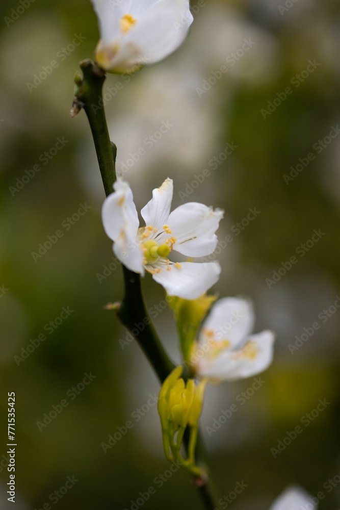 Single white flower with yellow tips set against a dark green backdrop Single white flower with yellow tips set against a dark green backdrop