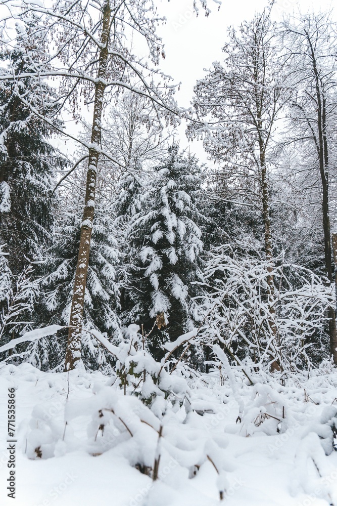 Winter landscape featuring a snow-covered forest. Wald, Switzerland. Winter landscape featuring a snow-covered forest. Wald, Switzerland.