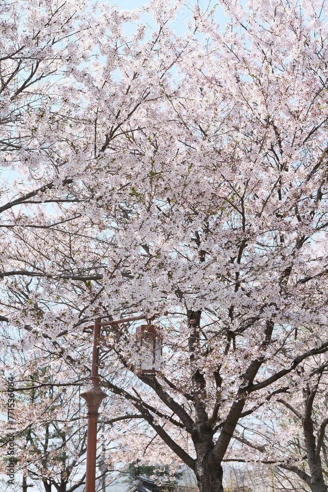 Beautiful view of cherry blossom trees in the park. Seoul, South Korea. Beautiful view of cherry blossom trees in the park. Seoul, South Korea.