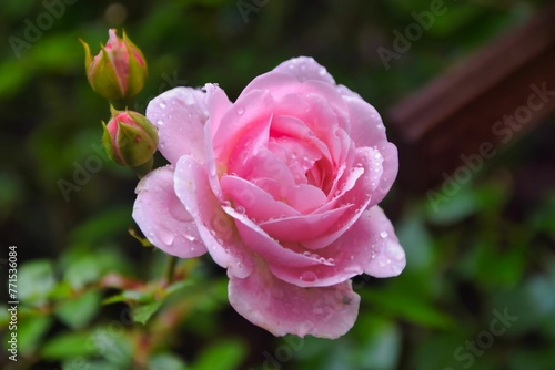 Large pink rose blooming in front of a bush with water droplets