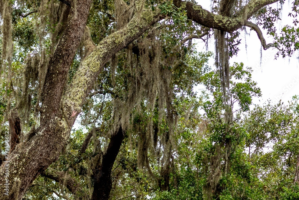 Fototapeta premium Lush green forest with trees covered in moss