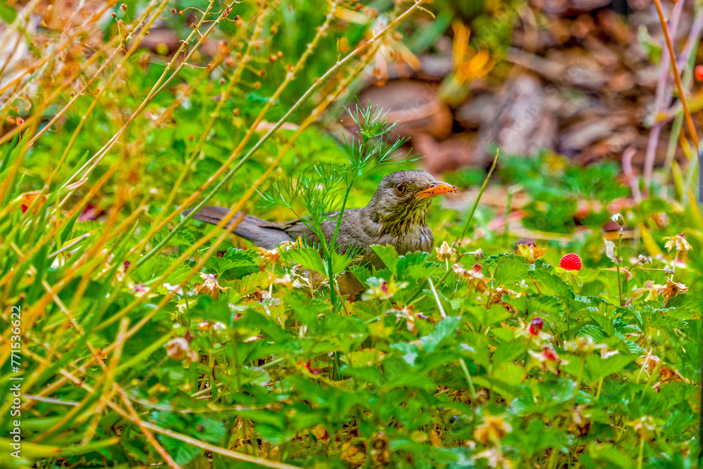 A shy Olive Thrush feeding on tiny berries in a garden in the arid Little Karoo, Western Cape, South Africa A shy Olive Thrush feeding on tiny berries in a garden in the arid Little Karoo, Western Cape, South Africa