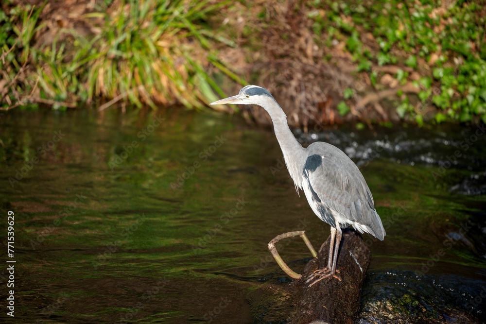 Naklejka premium Gray heron perched atop a lush tree branch overlooking a tranquil river and rocky landscape