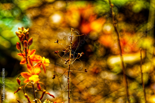 Dead stalk of Bulbine frutescens wildflower in Little Karoo, Western Cape, South Africa photo