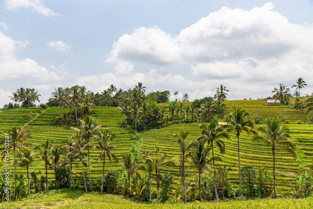 Obraz premium Green rice fields on Bali island, Jatiluwih near Ubud, Indonesia