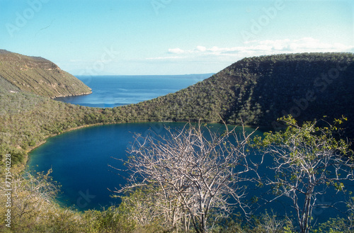 Santal, Palo Santo Sauvage, Bursera graveolens, Ile Isabela, Archipel des Galapagos, Equateur
