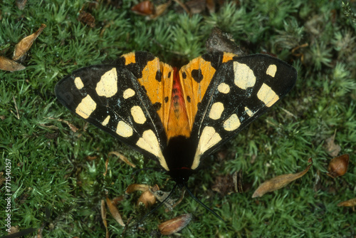 écaille chinée, papillon,  Euplagia quadripunctaria © JAG IMAGES