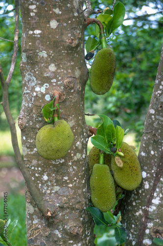 Jacquier, Artocarpus heterophyllus photo