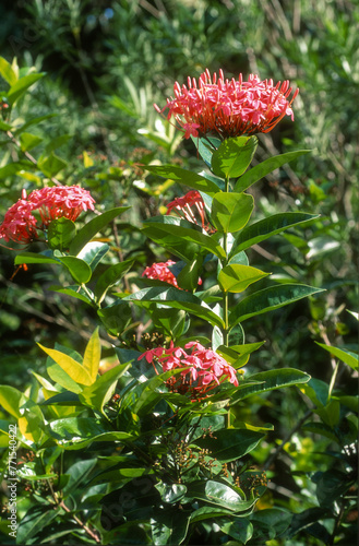 Ixora macrothyrsa, Ixora géant rouge photo