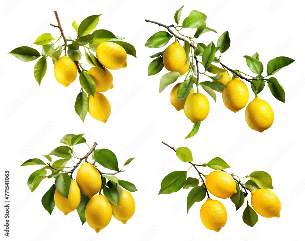 Set of fresh delicious lemons on branches, cut out Set of fresh delicious lemons on branches, cut out