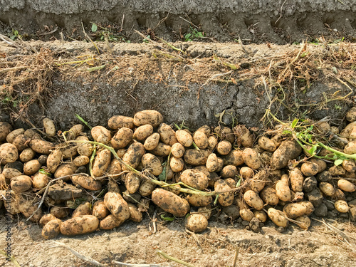 Plakat w ramie Russet processing potatoes windrowed in to the row middle at harvest