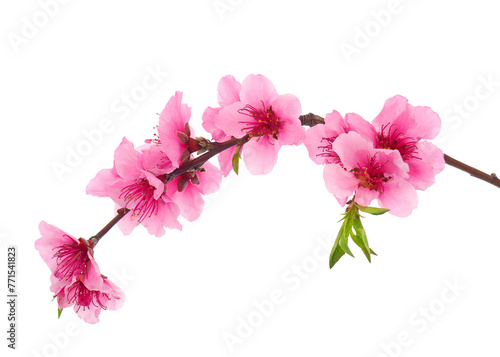 Blossoming peach tree branch isolated on white background  Prunus persica