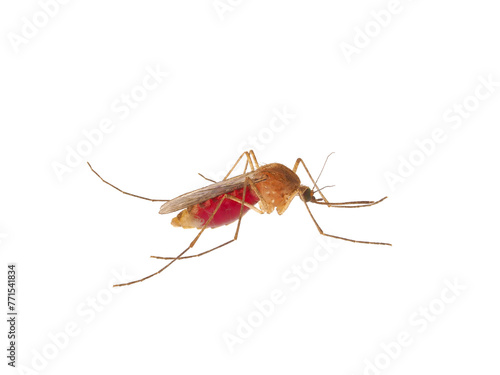 Inland floodwater mosquito full of blood isolated on white background, Aedes vexans