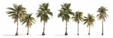 A row of tall, slender palm trees standing upright against a plain white background