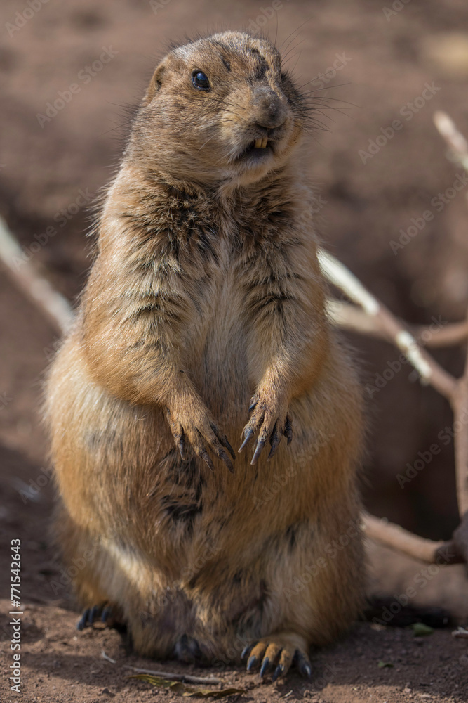 Fototapeta premium This image shows a close up view of a prairie dog sitting upright on it's hind legs and looking around.