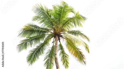 White background of coconut trees © Jang