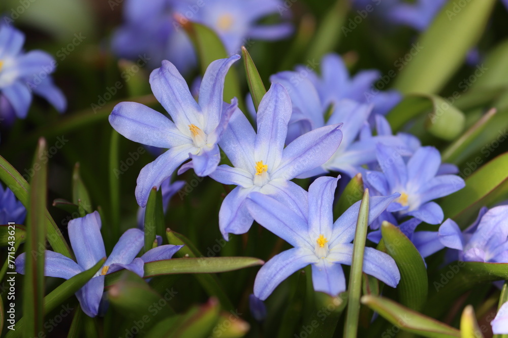 Sweden. Scilla luciliae is a species of flowering plant in the family Asparagaceae. Sweden. Scilla luciliae is a species of flowering plant in the family Asparagaceae.