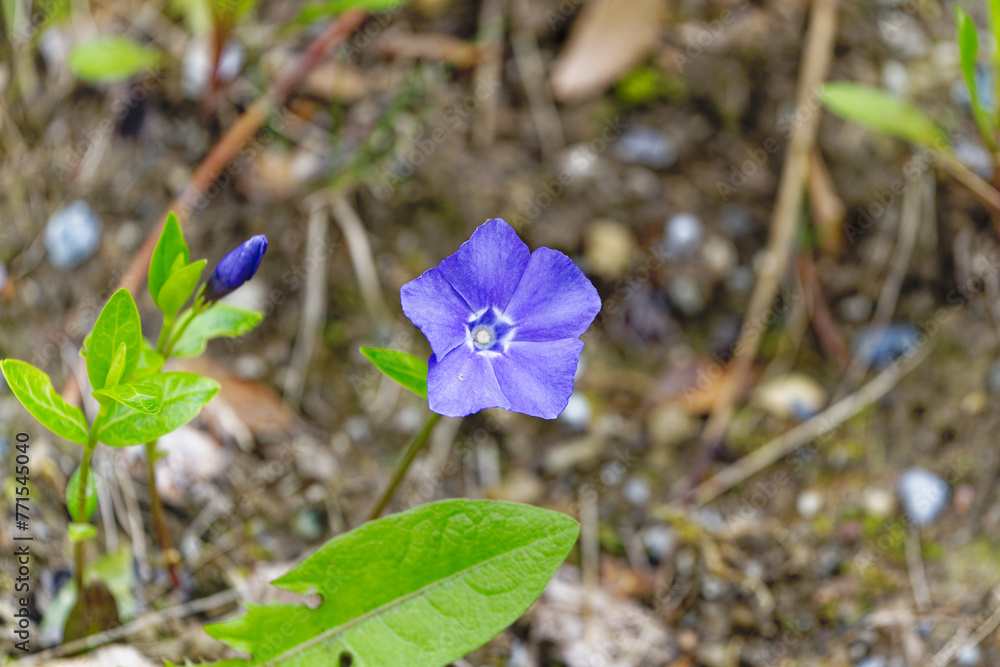 Close-up of blossom of blue purple vinca minor L. flower at Swiss City of Zürich on a cloudy spring day. Photo taken March 30th, 2024, Zurich, Switzerland. Close-up of blossom of blue purple vinca minor L. flower at Swiss City of Zürich on a cloudy spring day. Photo taken March 30th, 2024, Zurich, Switzerland.