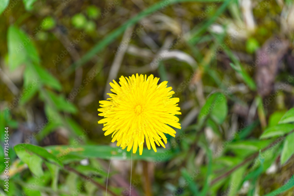 Close-up of yellow blossom of taraxacum palustre lyons symons flower at Swiss City of Zürich on a cloudy spring day. Photo taken March 30th, 2024, Zurich, Switzerland. Close-up of yellow blossom of taraxacum palustre lyons symons flower at Swiss City of Zürich on a cloudy spring day. Photo taken March 30th, 2024, Zurich, Switzerland.
