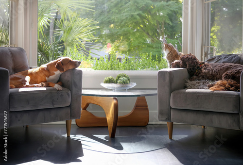Relaxed dogs and cat in front window in sunny living room. Idyllic group of pets coexisting in multi-pet household. Two dogs sleeping on chairs with cat sitting on window sill.  Selective focus.