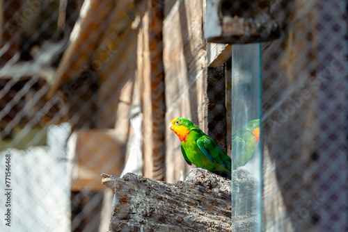 zielona papuga wychodzi ze swojego domku © Paulina