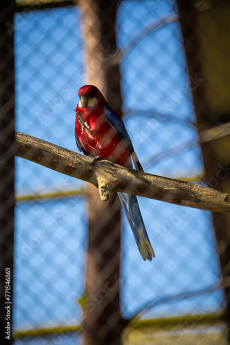 czerwona papuga w wolierze siedzi na gałęzi © Paulina