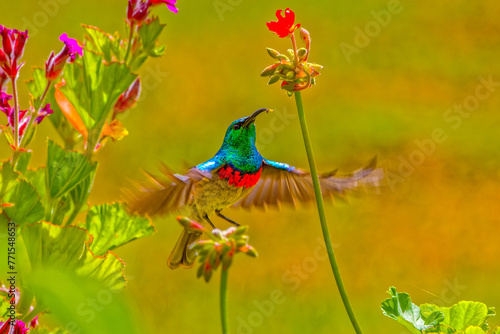 Iridescent green Southern Double-collared Sunbird hovering in flight with a grub in its beak in the arid Little Karoo, Western Cape, South Africa photo