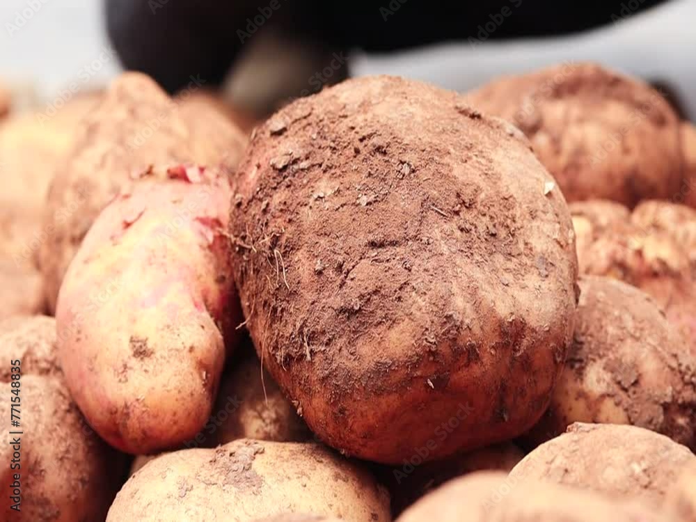 Video of hands of unknown person picking freshly harvested potatoes. Concept of food. Video of hands of unknown person picking freshly harvested potatoes. Concept of food.