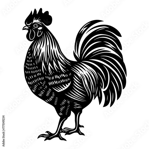 Rooster black silhouette linocut illustration. Black outline art.