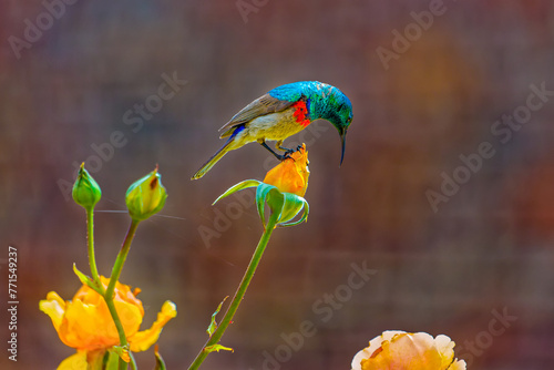 Beautiful Southern Double-collared Sunbird perched on rose bud looking for prey in a garden in the arid Little Karoo, Western Cape, South Africa photo