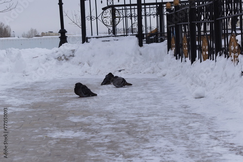 Pigeons in the snow