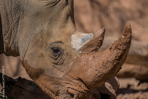 This image shows a close up, side view of a muddy rhino lowering its head to the ground. 