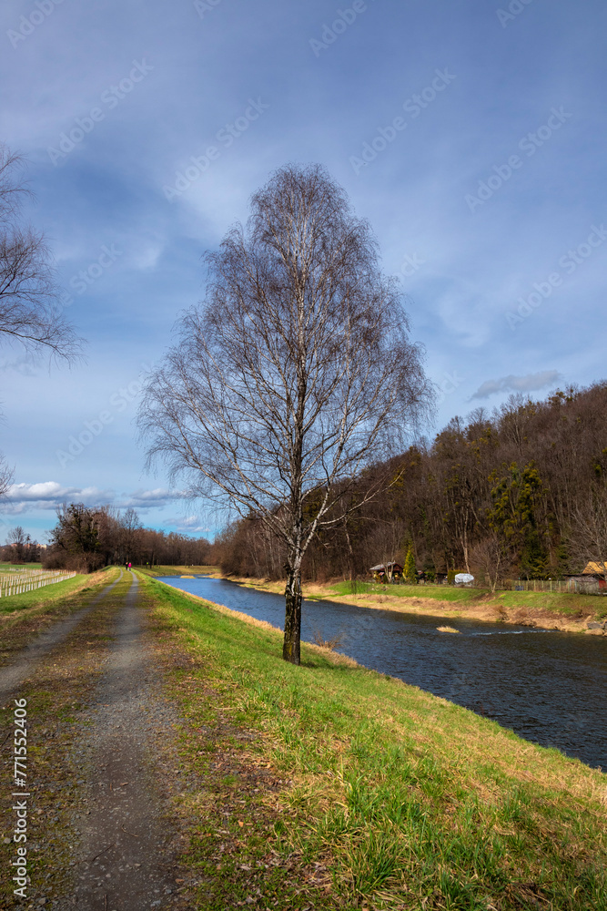 Fototapeta premium A lone birch tree on the banks of the Olza River