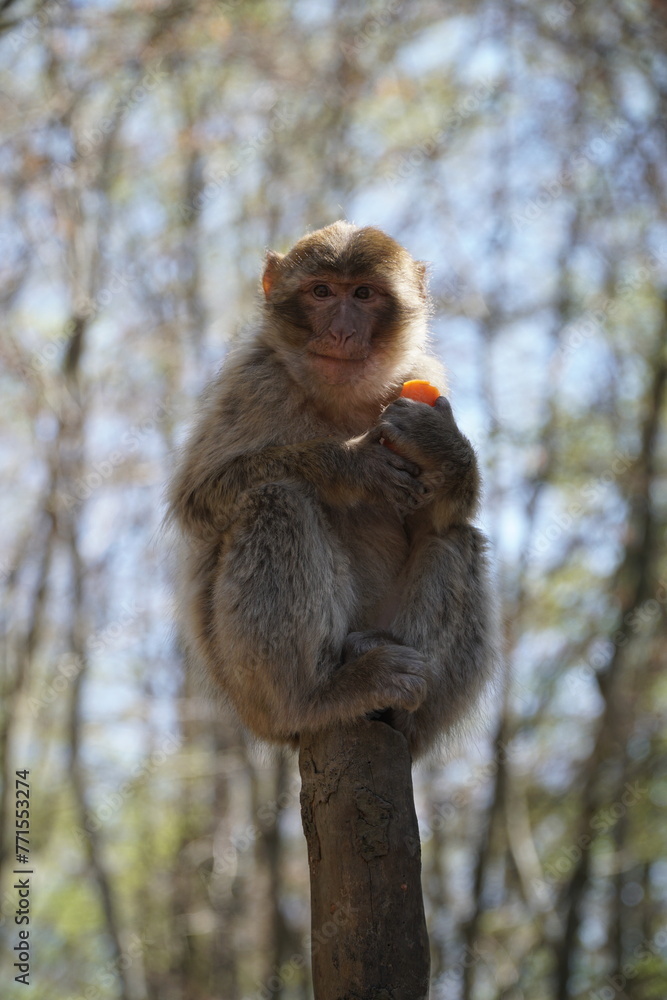 Affenberg Salem with a friendly monkey Affenberg Salem with a friendly monkey