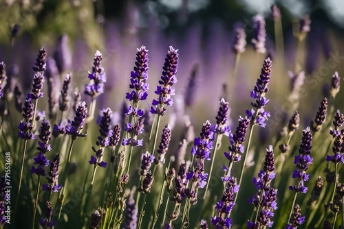 Spanish lavender flowers in a garden with a gentle backdrop blur.