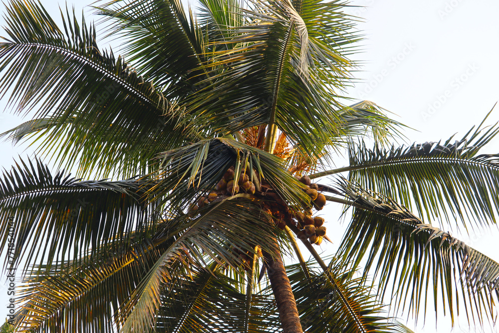 Fototapeta premium coconut palm tree on blue sky