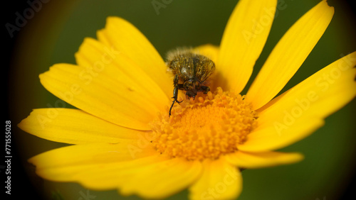 Insetto impollinatore photo