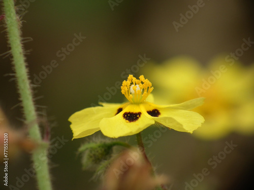 Tuberaria guttata photo