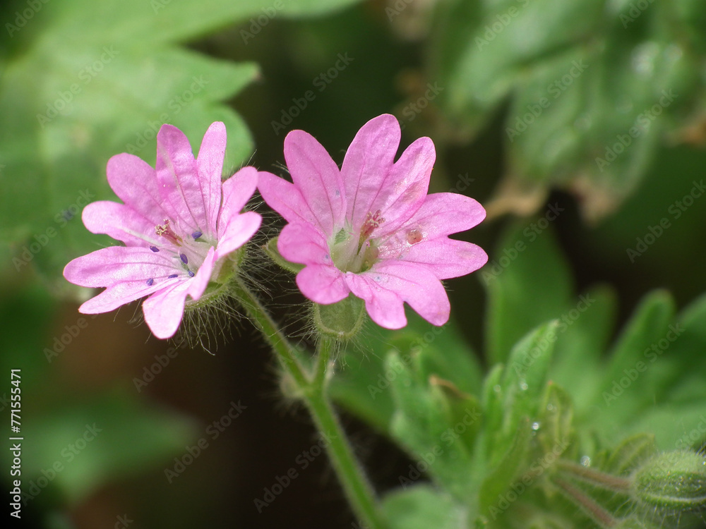 Geranium molle