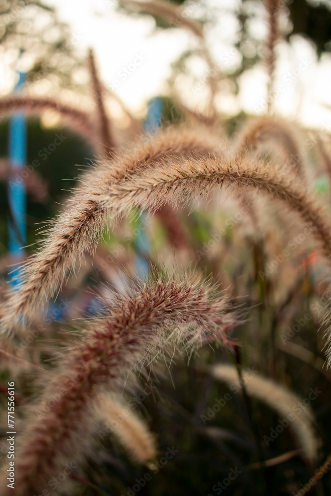 Pennisetum setaceum hierba cultivada Pennisetum setaceum hierba cultivada
