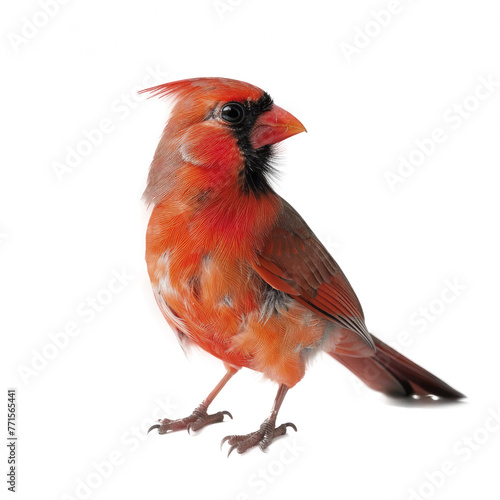Cardinal, Isolated Transparent Background Images ©  Designer Kim