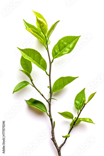 Green Tea Branch on White Background