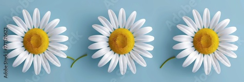 Three white daisies with yellow centers stand against a solid blue background © pham