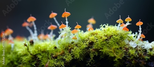 A cluster of mushrooms is sprouting on the lush mosscovered ground, creating a natural landscape filled with terrestrial plants and groundcover © AkuAku