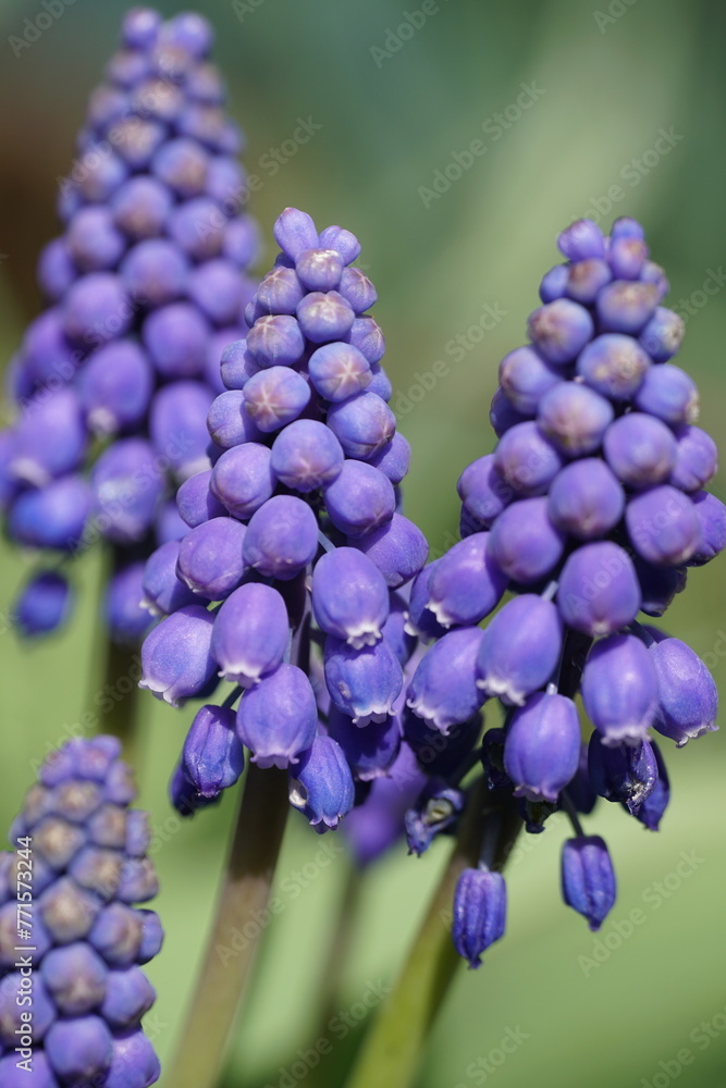 Grape hyacinths in sunlight