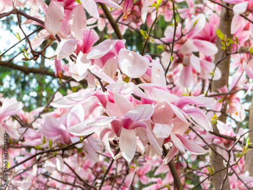 Obraz na plátně Magnolia sprengeri var. diva Diva Pink magnolia, Winter flowers