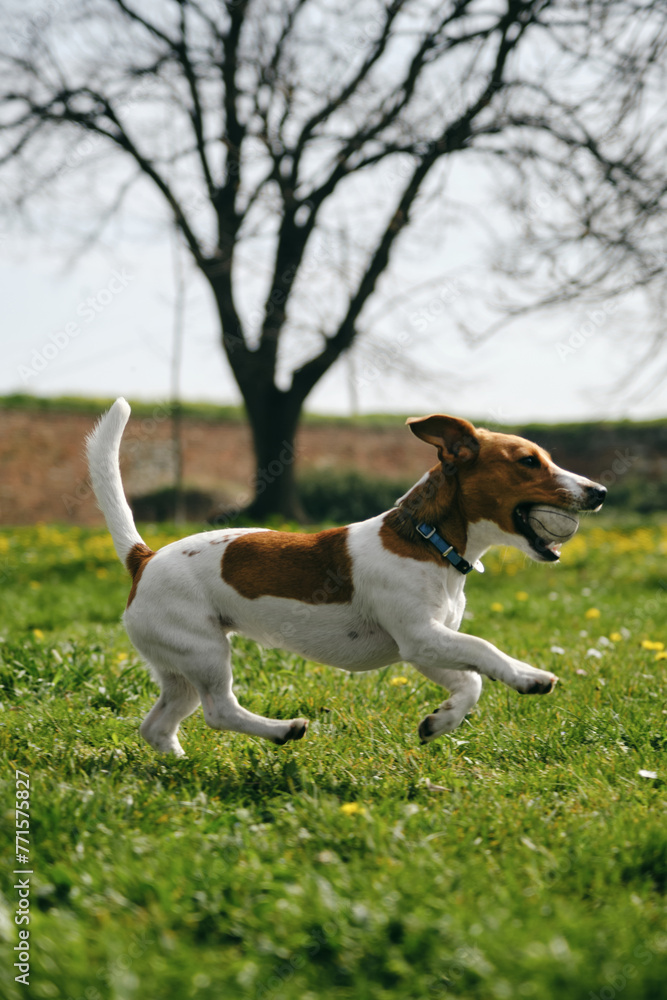 Charming and white Jack Russell Terrier puppy runs around Kalemegdan Spring Park in center of Belgrade and plays with a ball. A dog cheerfully nibbles a ball outside on a sunny summer day.