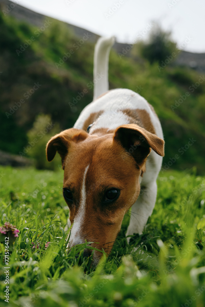 Charming red and white Jack Russell Terrier puppy walks in green grass and sniffs ground in search of food or toys. The dog walks on a sunny summer day. Wide angle portrait, front view.