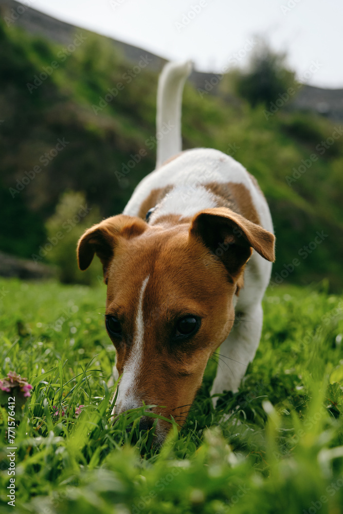 Charming red and white Jack Russell Terrier puppy walks in green grass and sniffs ground in search of food or toys. The dog walks on a sunny summer day. Wide angle portrait, front view. Charming red and white Jack Russell Terrier puppy walks in green grass and sniffs ground in search of food or toys. The dog walks on a sunny summer day. Wide angle portrait, front view.