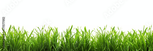 Fresh green grass isolated on a white background, Close-up texture of lush green grass